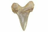 Serrated Sokolovi (Auriculatus) Shark Tooth - Dakhla, Morocco #249420-1